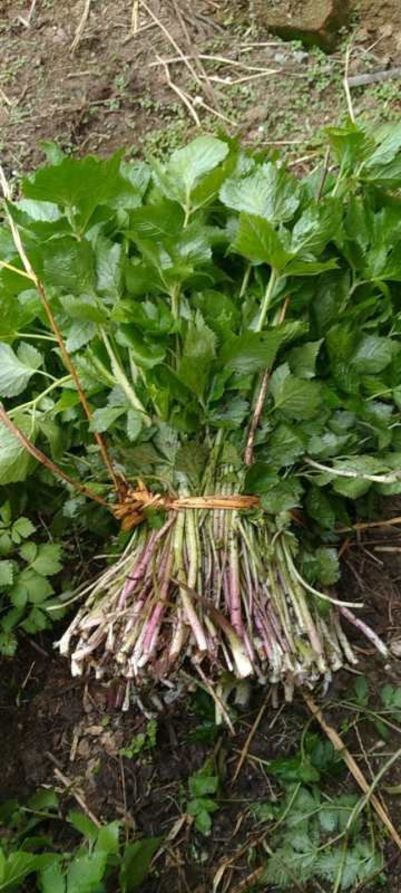 大叶芹，野生大叶芹，东北野菜，山菜