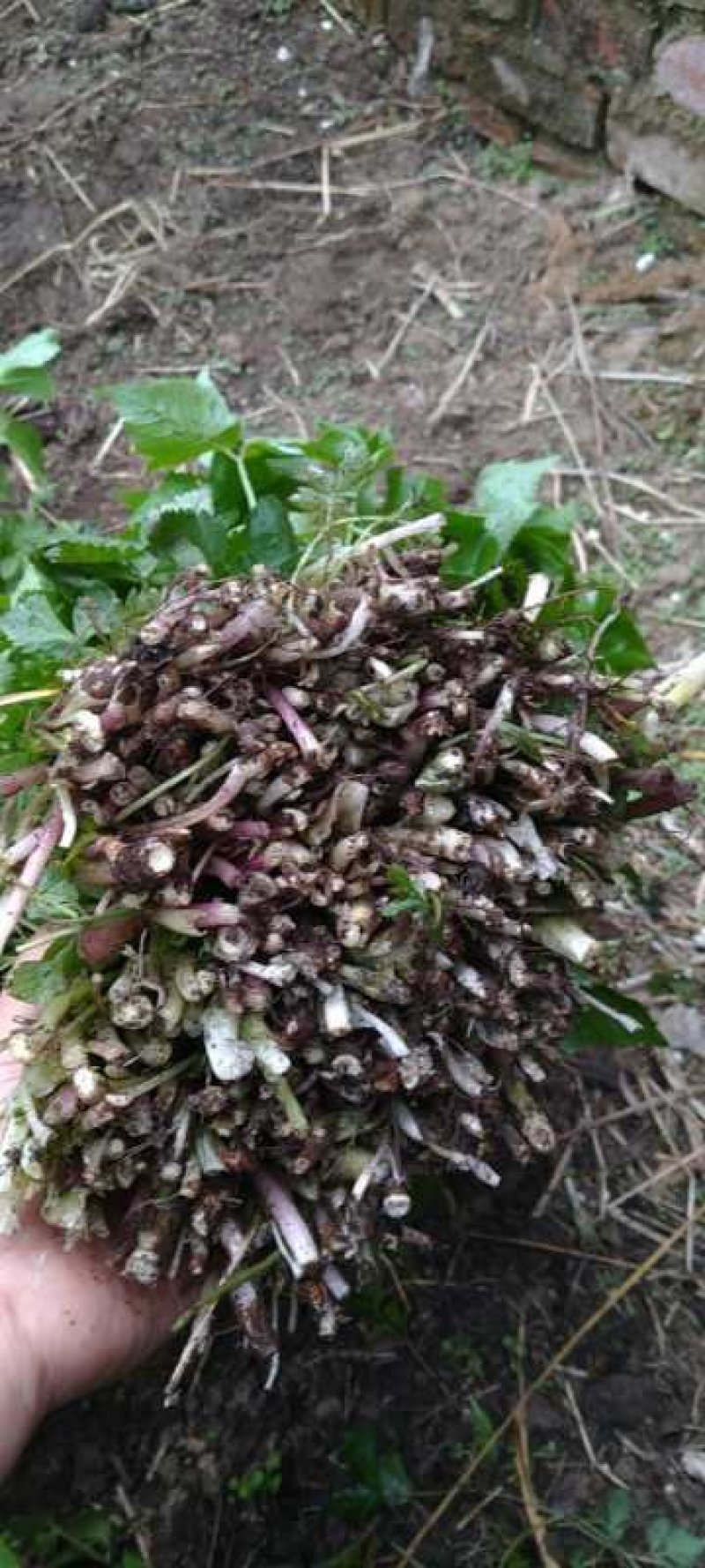 大叶芹，野生大叶芹，东北野菜，山菜