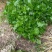 大叶芹，野生大叶芹，东北野菜，山菜