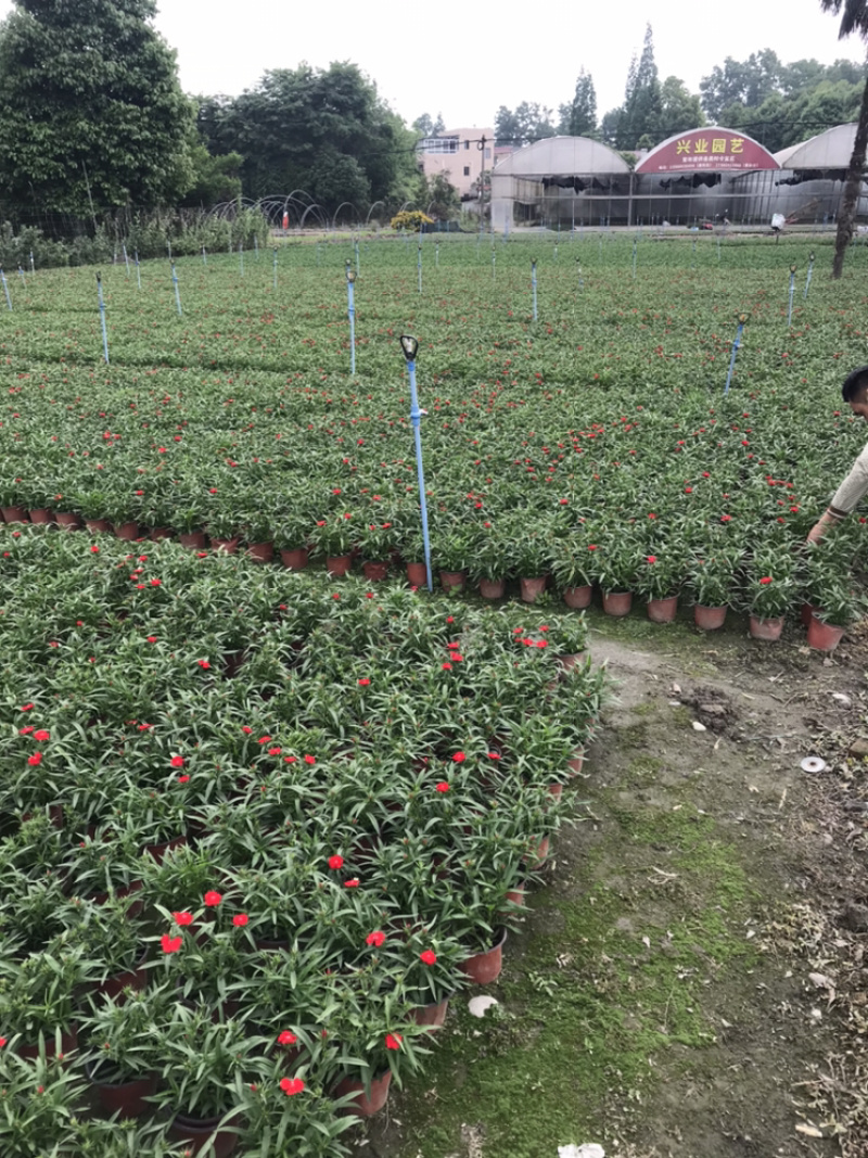 石竹地被用石竹成都石竹基地直销四川石竹基地直销
