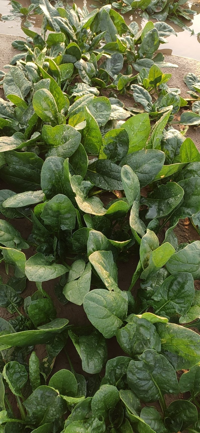 河南焦作孟州精品大叶菠菜上市了，200亩种植基地全国代发