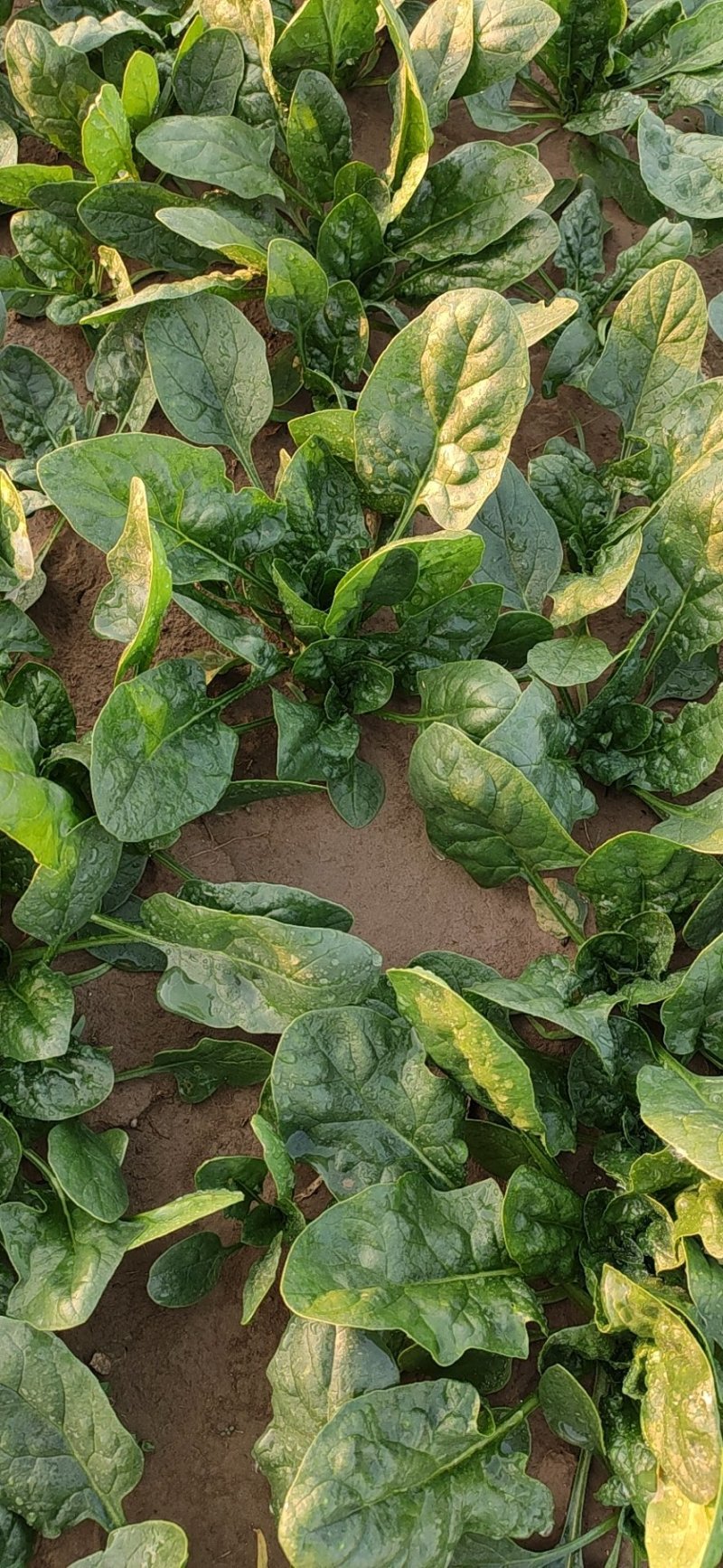 河南焦作孟州精品大叶菠菜上市了，200亩种植基地全国代发