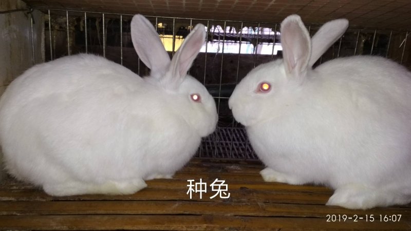 种兔