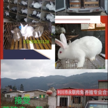 种兔