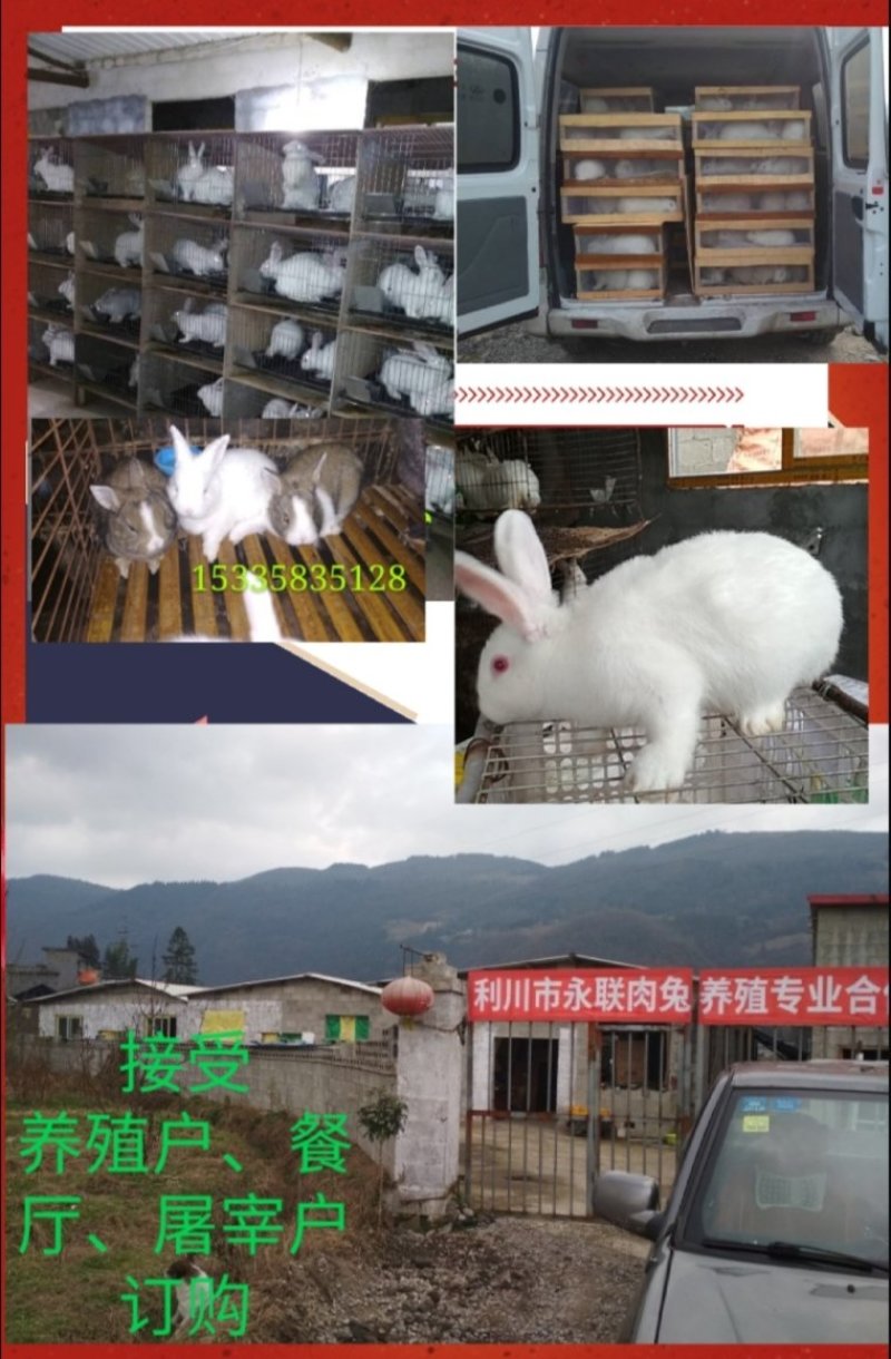 种兔