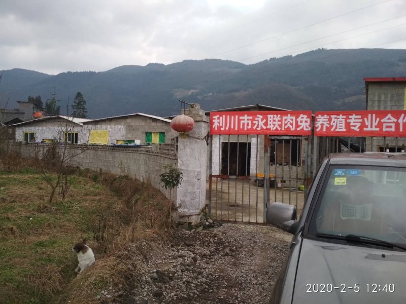 种兔