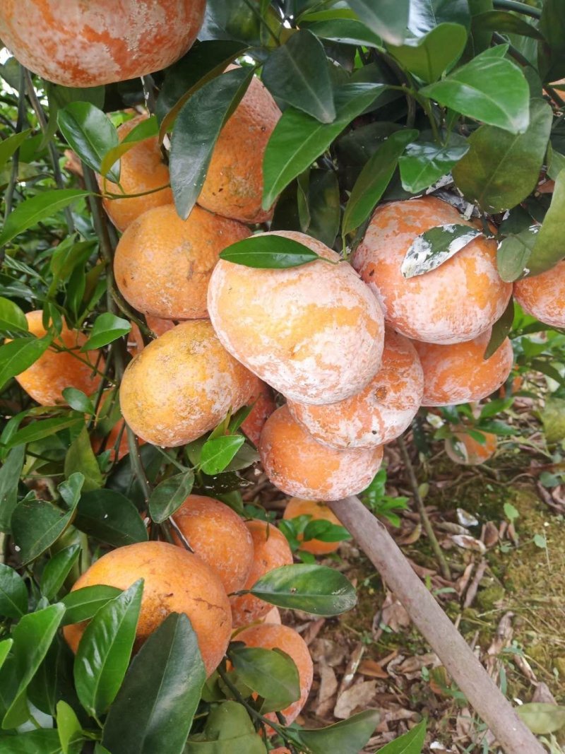 广西茂谷柑现摘现发皮薄汁多一件代发