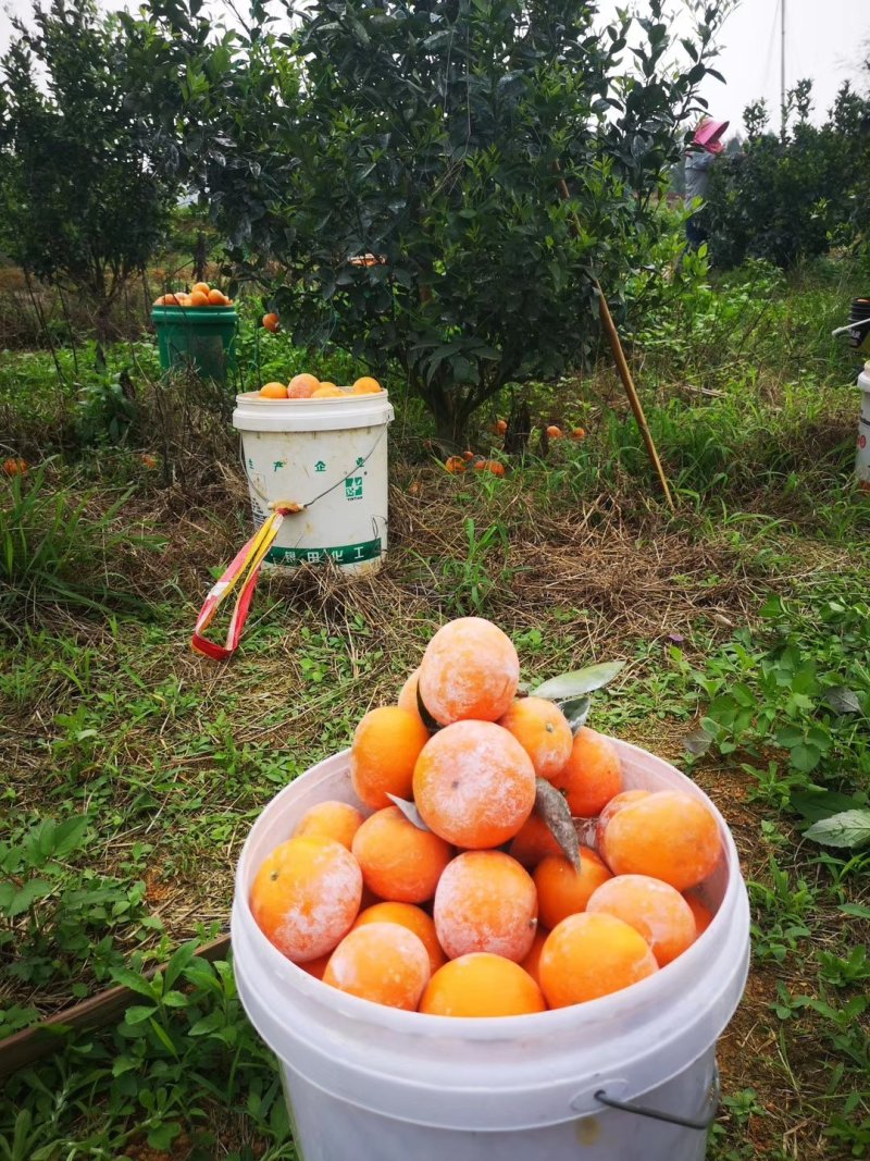 广西茂谷柑现摘现发皮薄汁多一件代发