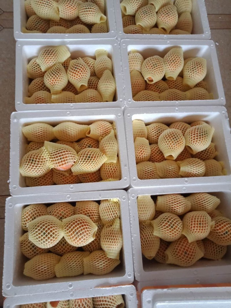 广西茂谷柑现摘现发皮薄汁多一件代发
