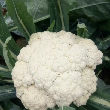 实花松花湖北大量上市出货，代收发往各地，提供各种包装