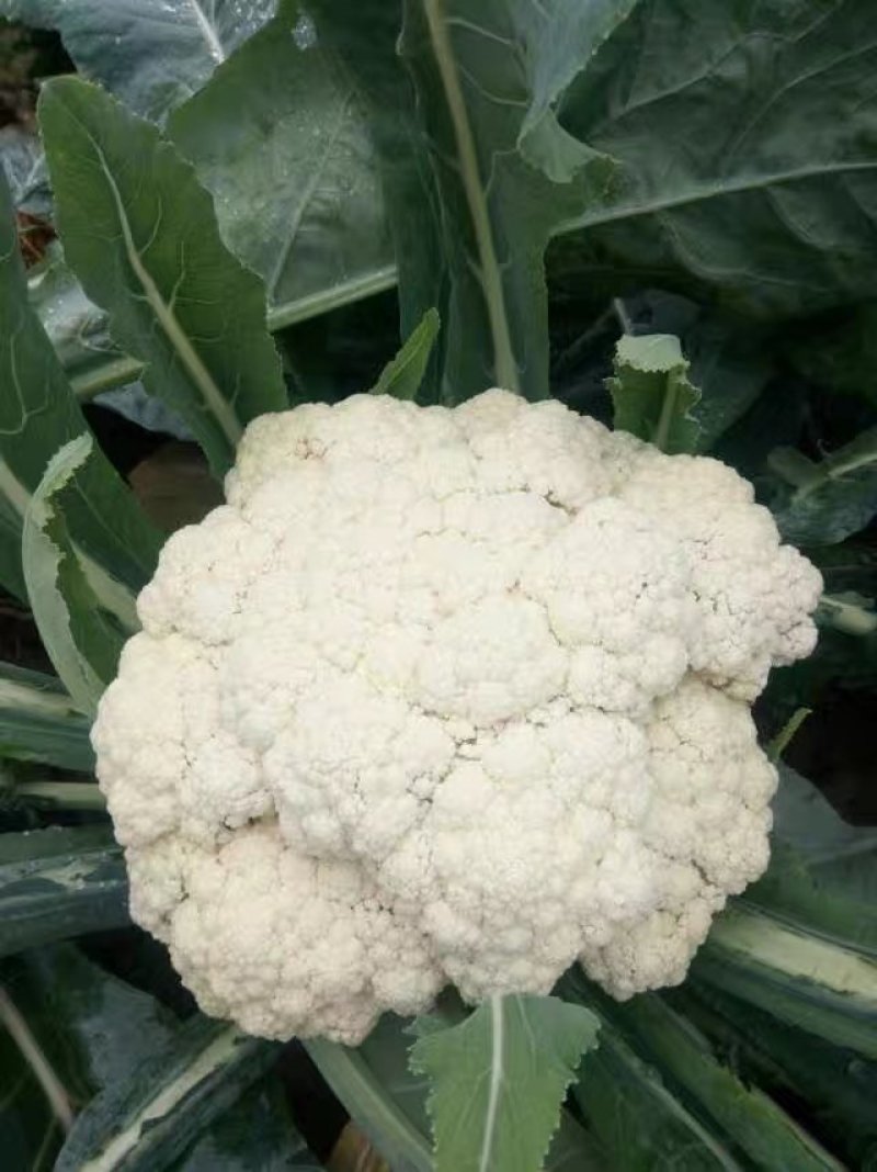 实花松花湖北大量上市出货，代收发往各地，提供各种包装