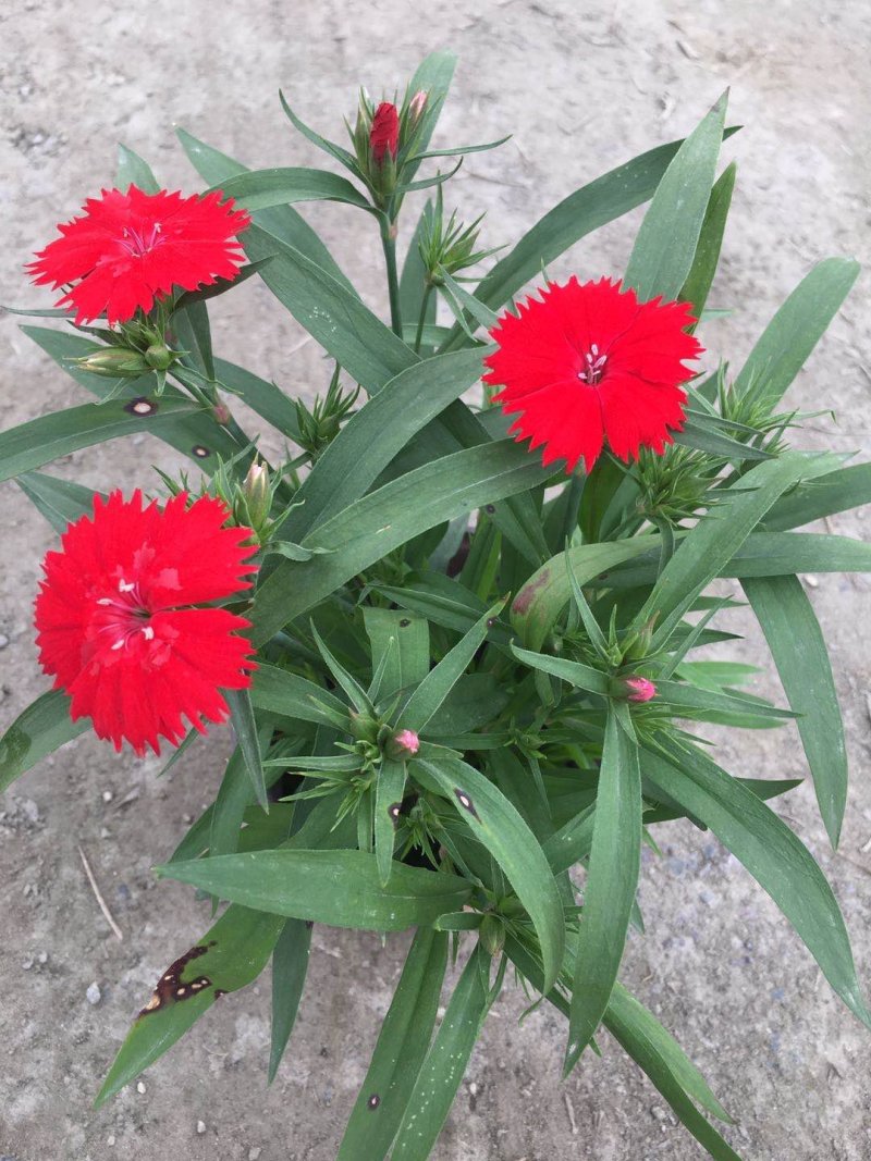 石竹花价格，16杯双色杯石竹基地大量出售
