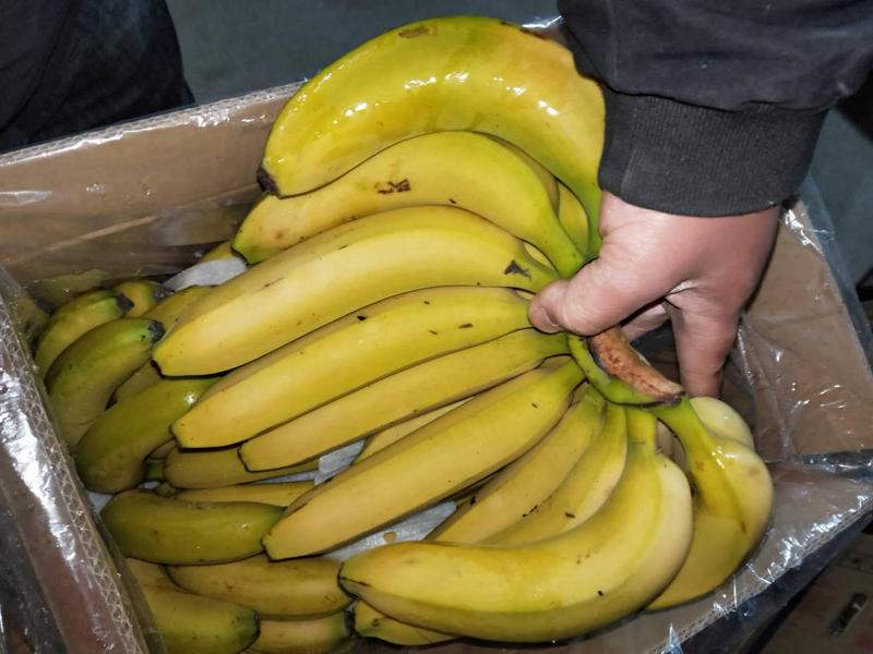 【精品推荐】国产蕉进口蕉都有货量大从优