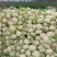 青梗松花100000亩花菜地，海量代发货，产地供货