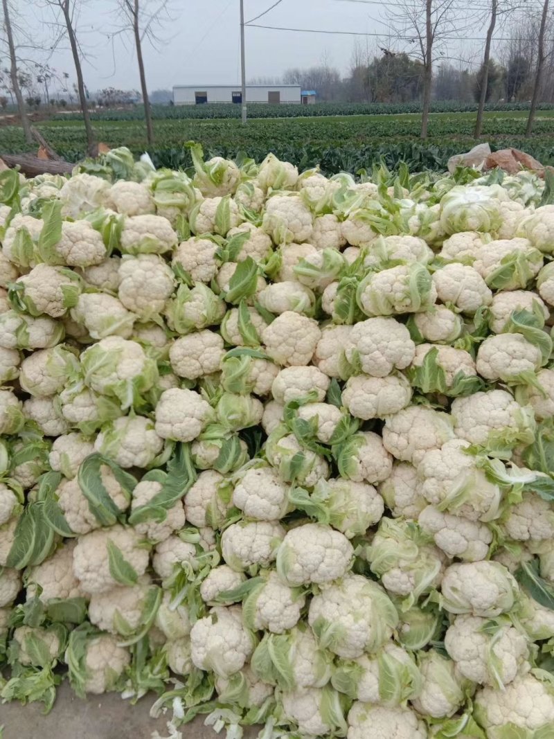 青梗松花100000亩花菜地，海量代发货，产地供货