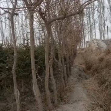 占地苗