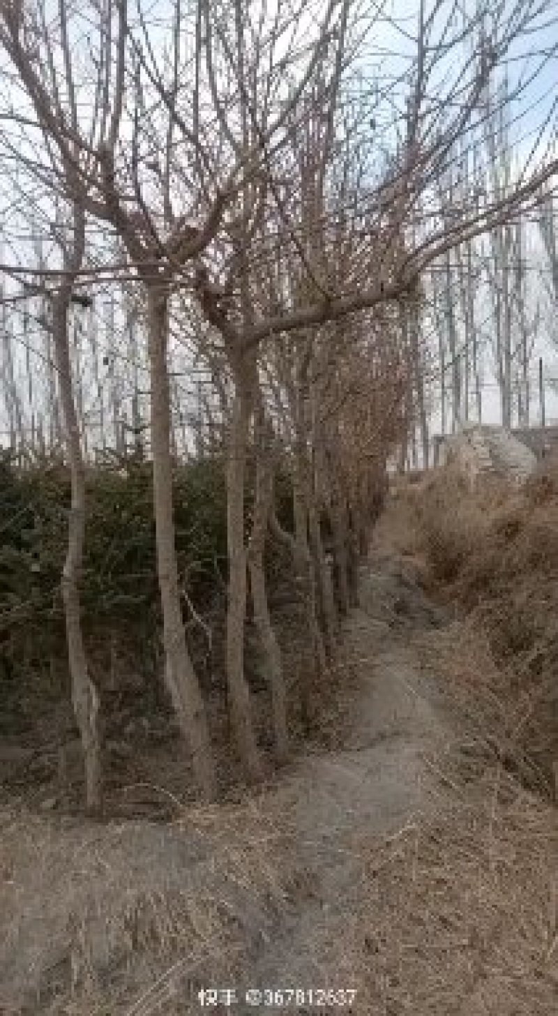 占地苗