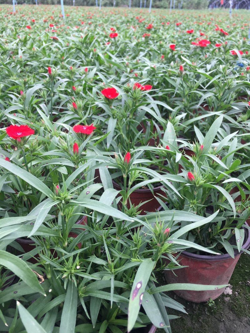 红色石竹花价格，石竹花16杯大量出售
