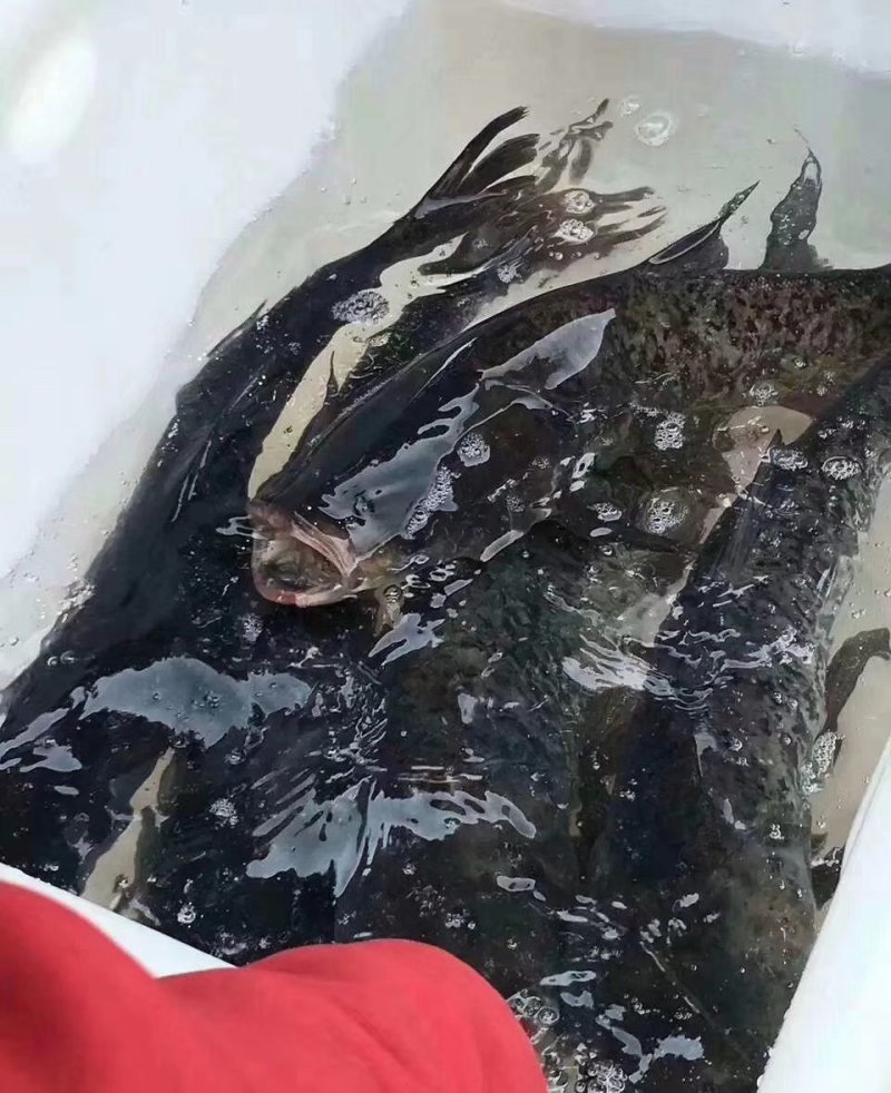 鱼泡
