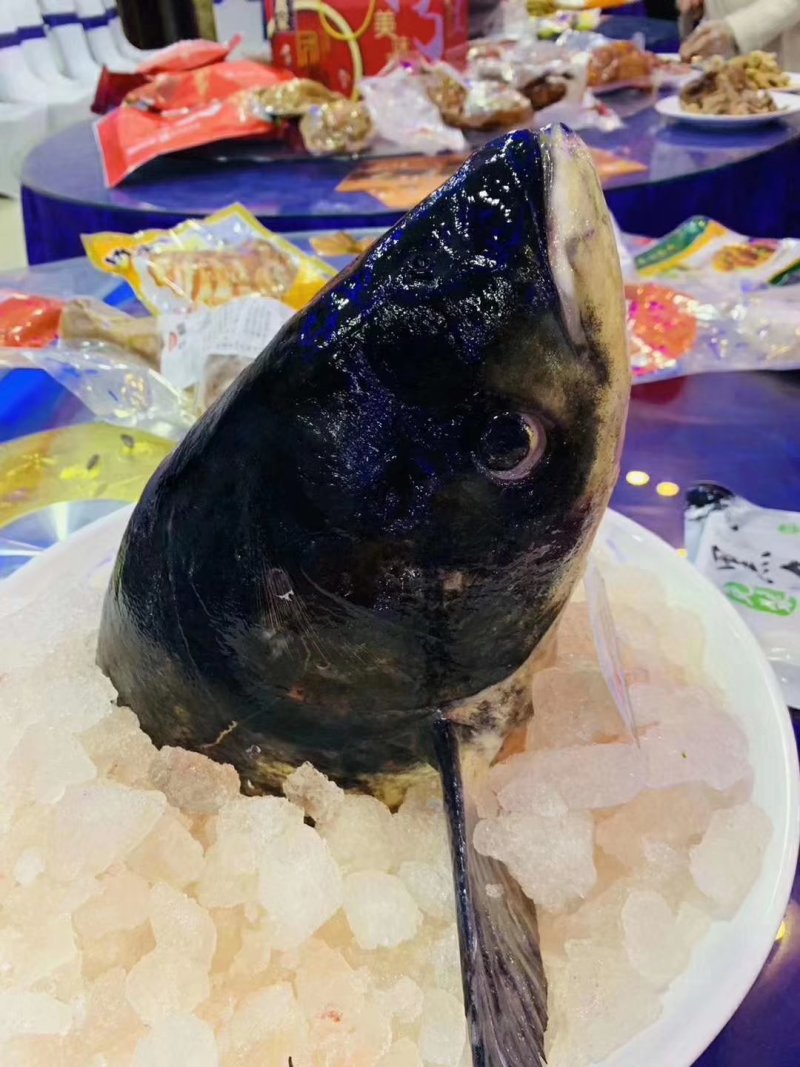 鱼泡