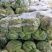 新货上市圆包菜精品甘蓝0.5~1公斤产地直供