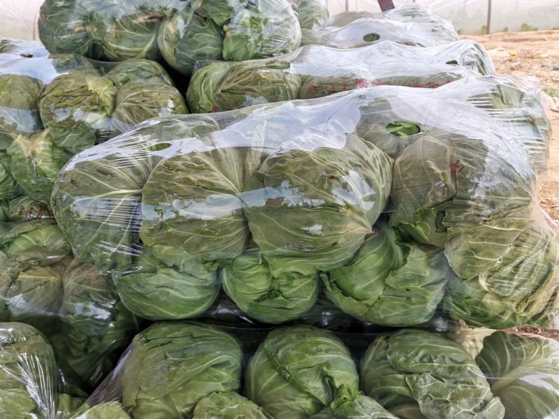 新货上市圆包菜精品甘蓝0.5~1公斤产地直供