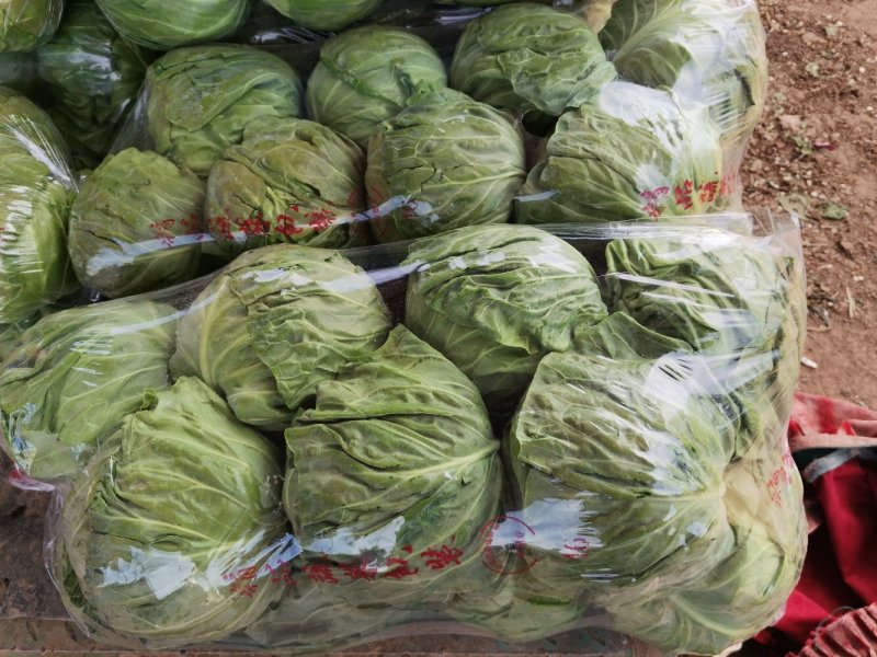 新货上市圆包菜精品甘蓝0.5~1公斤产地直供