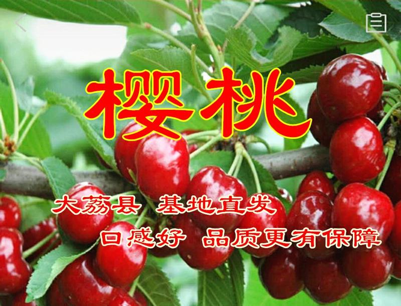 农家采摘【精品樱桃】口感香甜全国发货欢迎下单