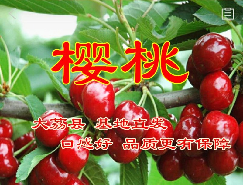 农家采摘【精品樱桃】口感香甜全国发货欢迎下单