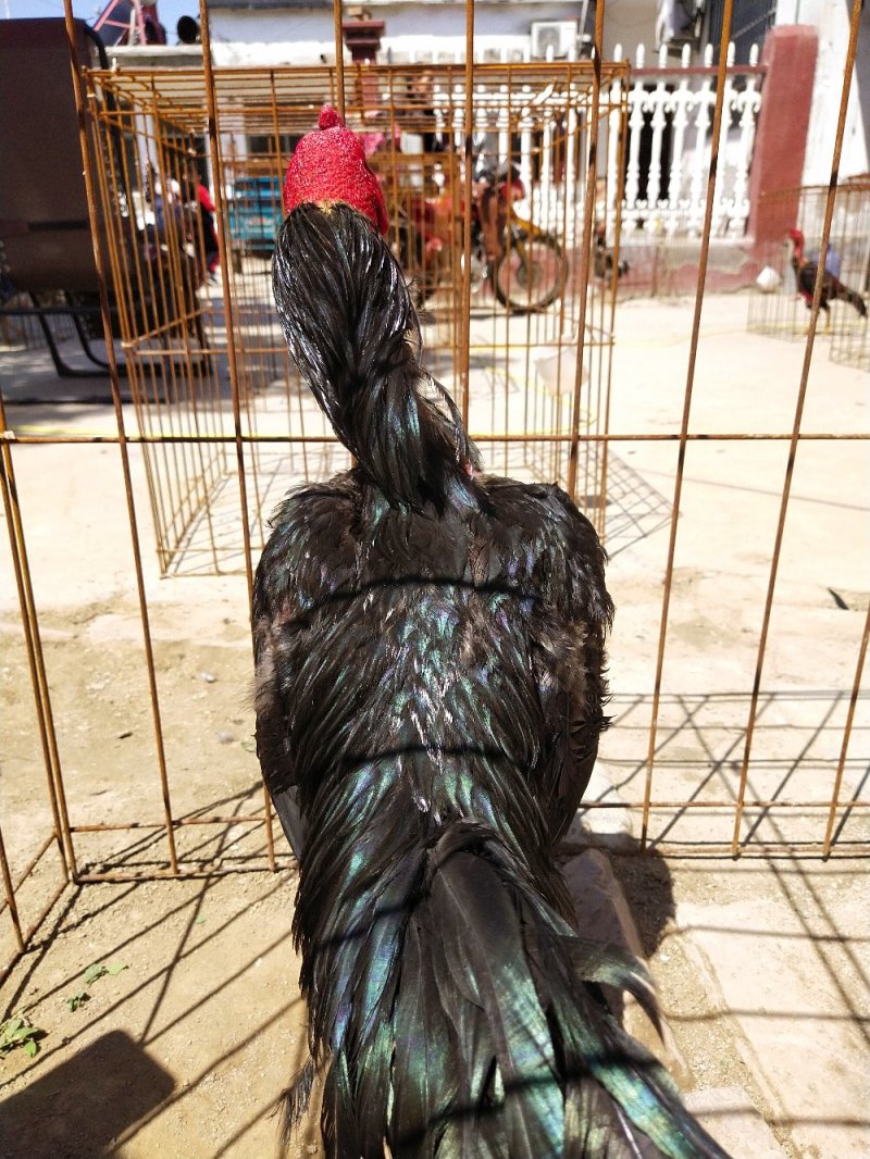 斗鸡又称打鸡、咬鸡、军鸡等，以好斗闻名于世，