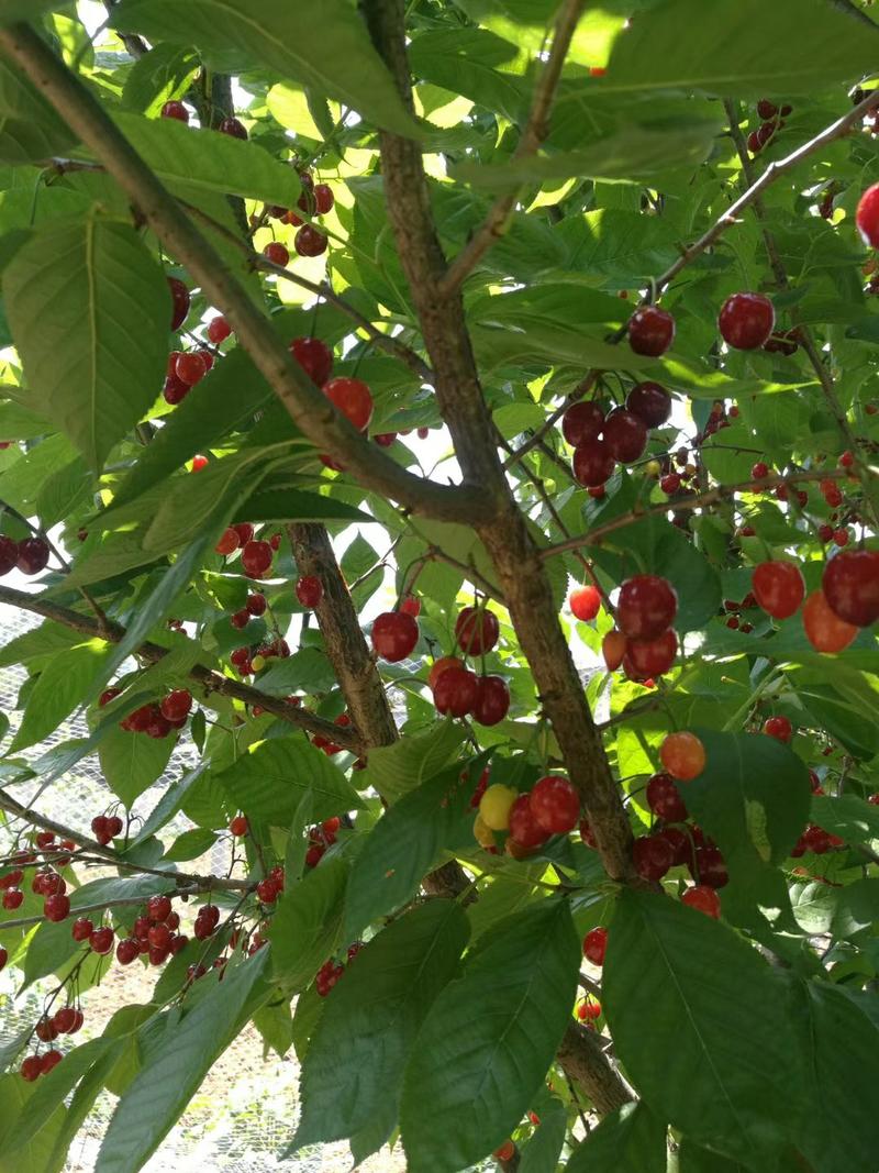 贵州毕节玛瑙红樱桃