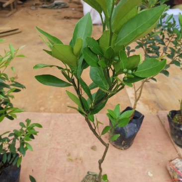 皇帝柑苗纯甜品种南北方种植适合盆栽地栽原土带叶发货
