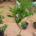 皇帝柑苗纯甜品种南北方种植适合盆栽地栽原土带叶发货