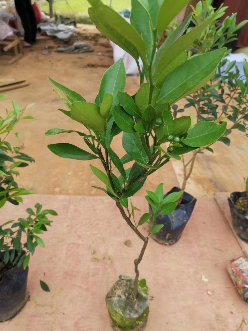 皇帝柑苗纯甜品种南北方种植适合盆栽地栽原土带叶发货