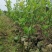 皇帝柑苗纯甜品种南北方种植适合盆栽地栽原土带叶发货