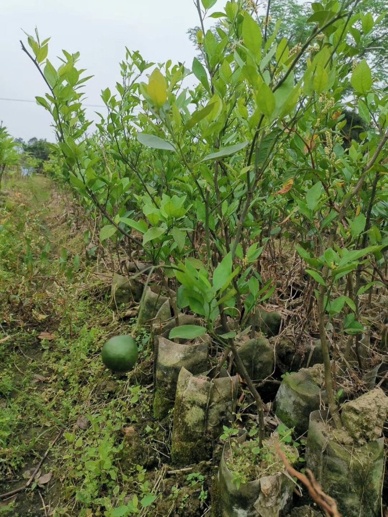 皇帝柑苗纯甜品种南北方种植适合盆栽地栽原土带叶发货