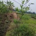 皇帝柑苗纯甜品种南北方种植适合盆栽地栽原土带叶发货