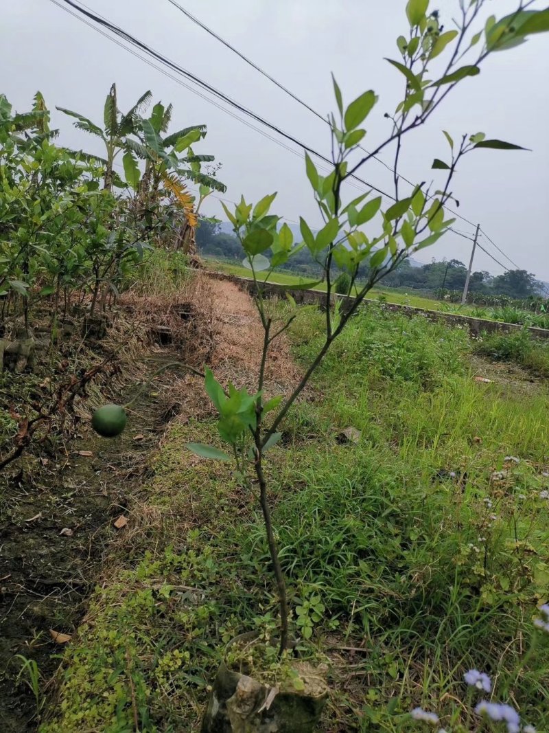 皇帝柑苗纯甜品种南北方种植适合盆栽地栽原土带叶发货