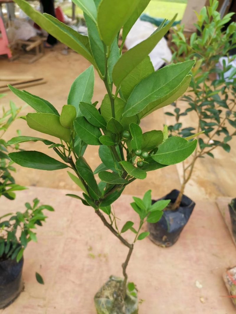 皇帝柑苗纯甜品种南北方种植适合盆栽地栽原土带叶发货