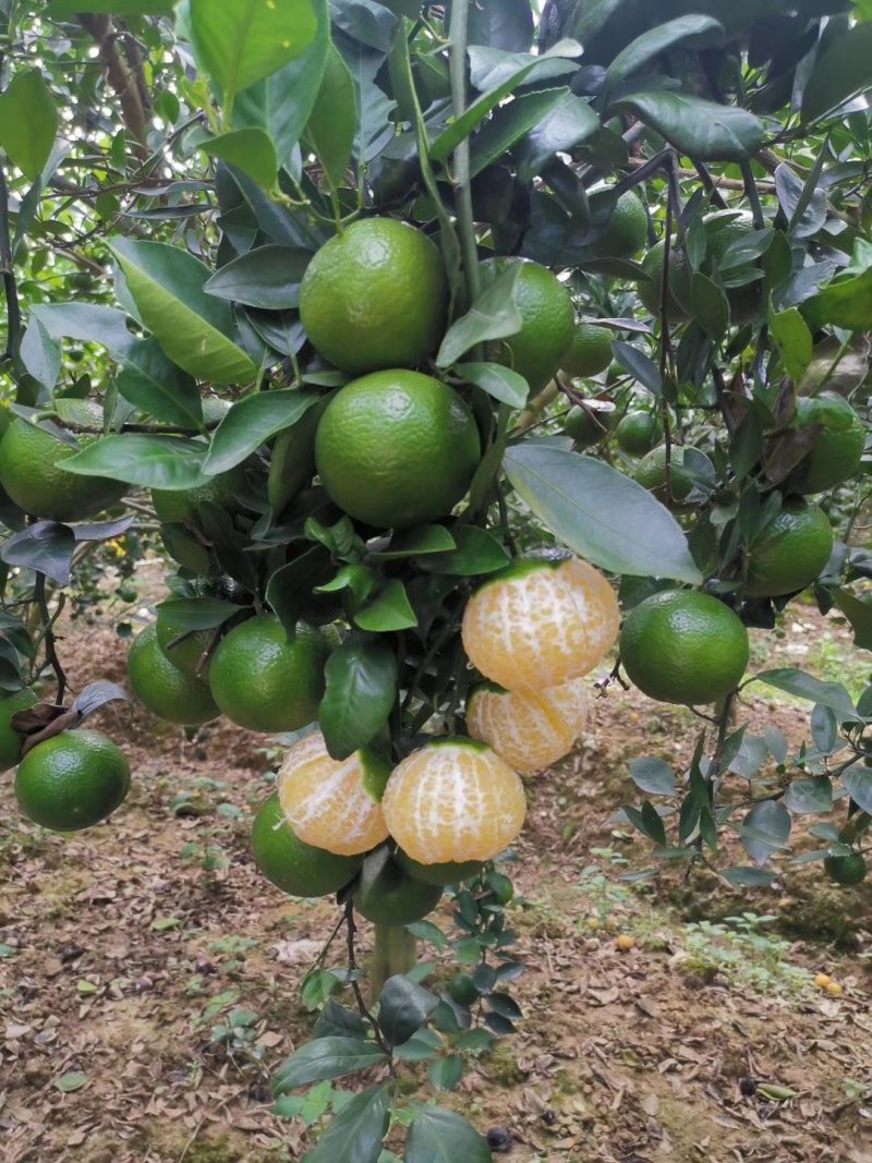 皇帝柑苗纯甜品种南北方种植适合盆栽地栽原土带叶发货