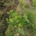 皇帝柑苗纯甜品种南北方种植适合盆栽地栽原土带叶发货