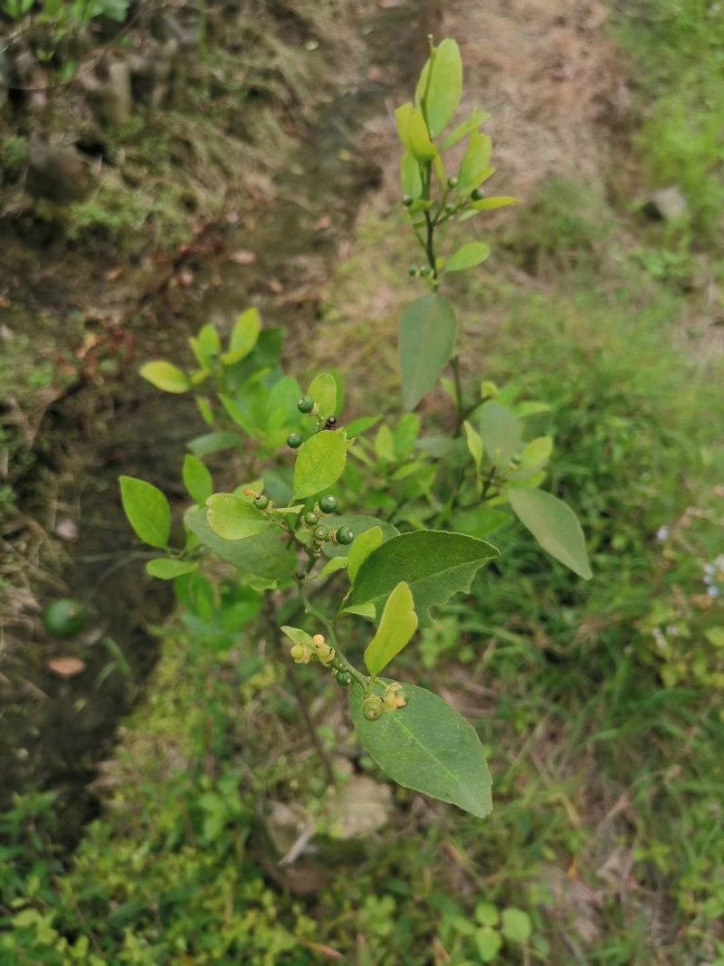 皇帝柑苗纯甜品种南北方种植适合盆栽地栽原土带叶发货