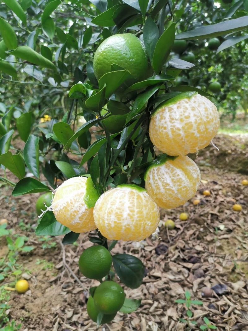 皇帝柑苗纯甜品种南北方种植适合盆栽地栽原土带叶发货