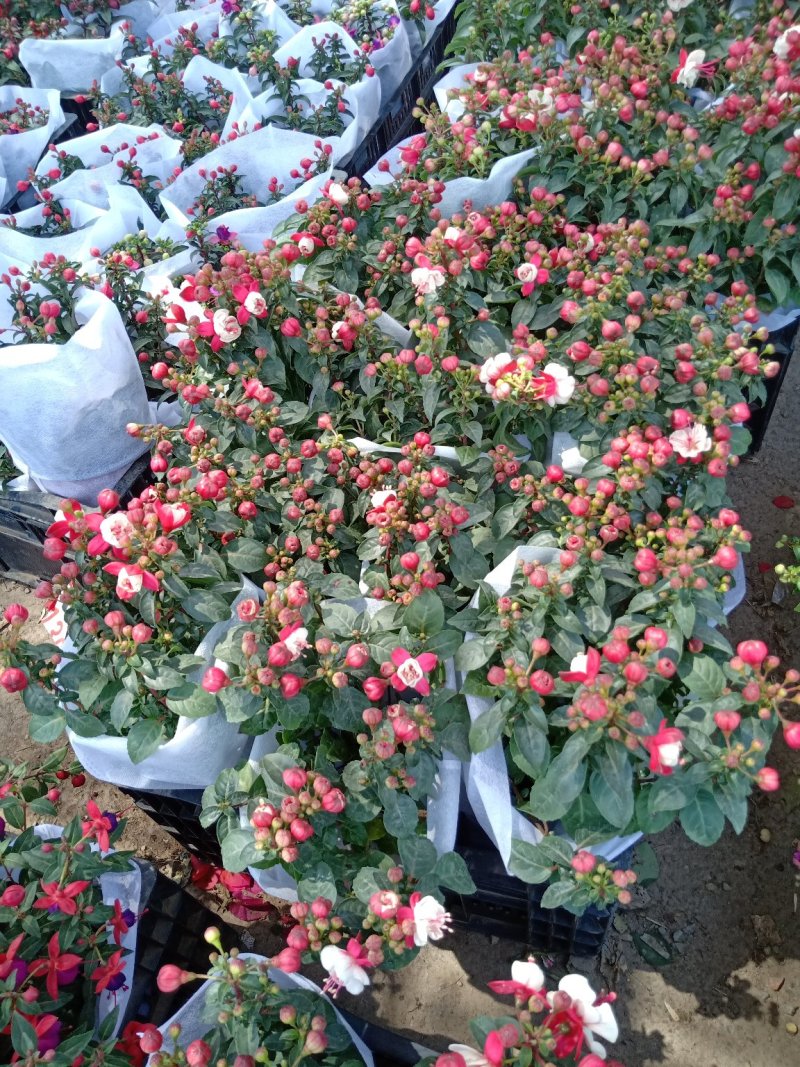 倒挂金钟，灯笼花，新飞羽，质量保证，规格齐全