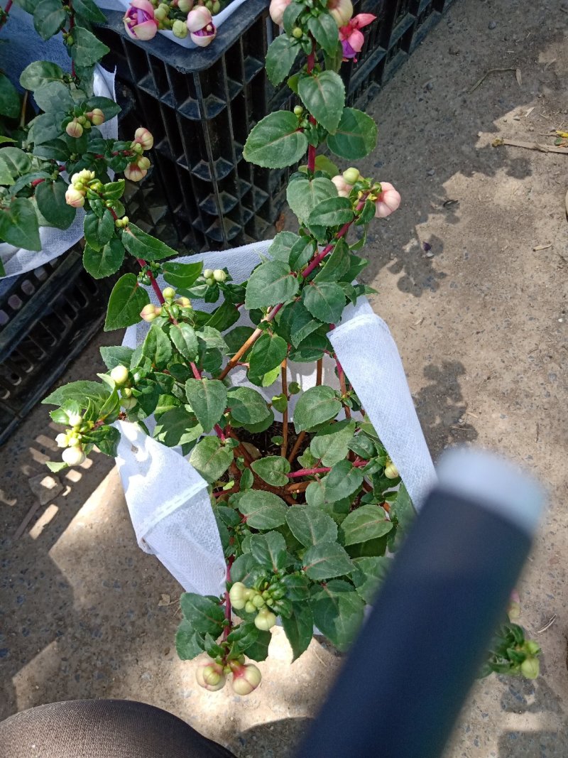 倒挂金钟，灯笼花，新飞羽，质量保证，规格齐全