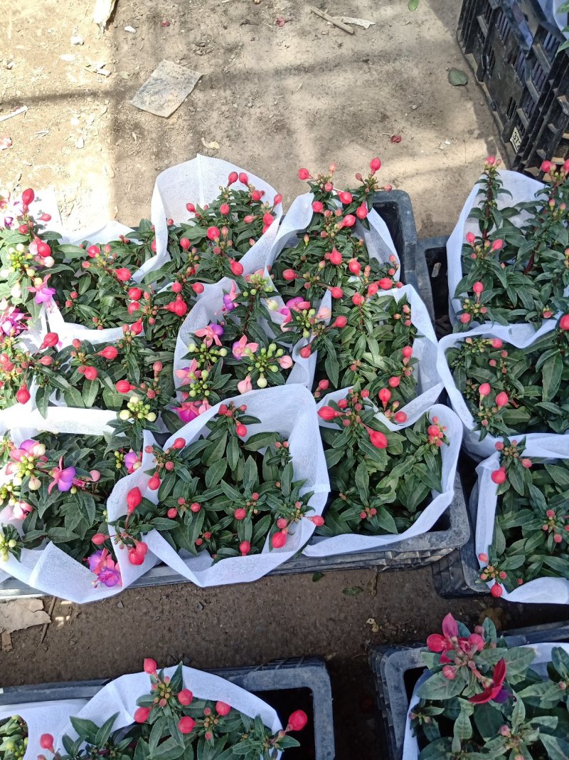 倒挂金钟，灯笼花，新飞羽，质量保证，规格齐全