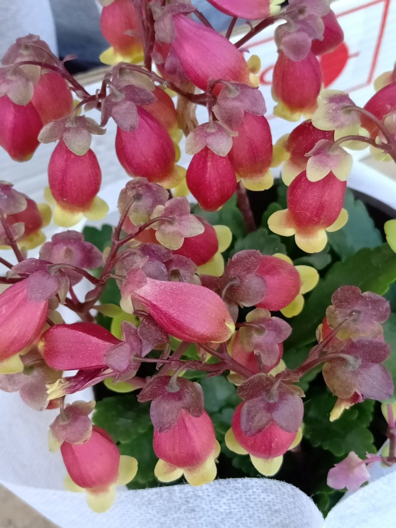 倒挂金钟，灯笼花，新飞羽，质量保证，规格齐全