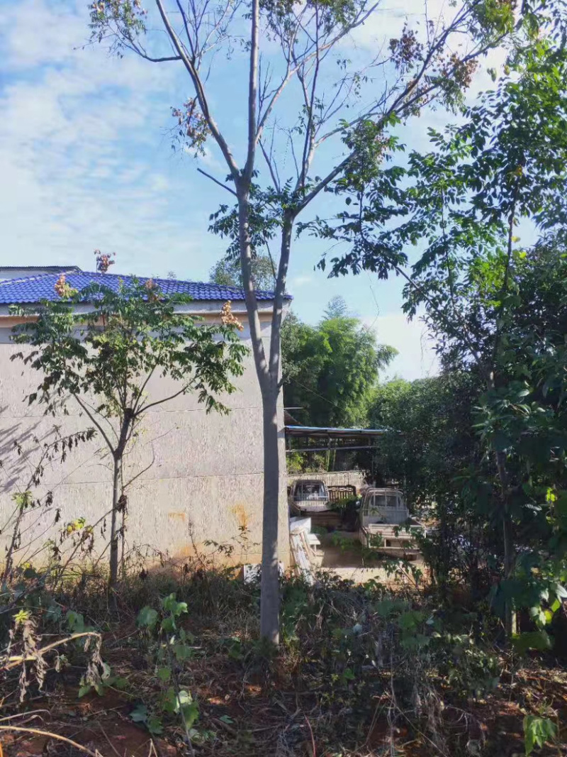 14-15公分的黄山栾树，苗圃直供，有需要的朋友联系我