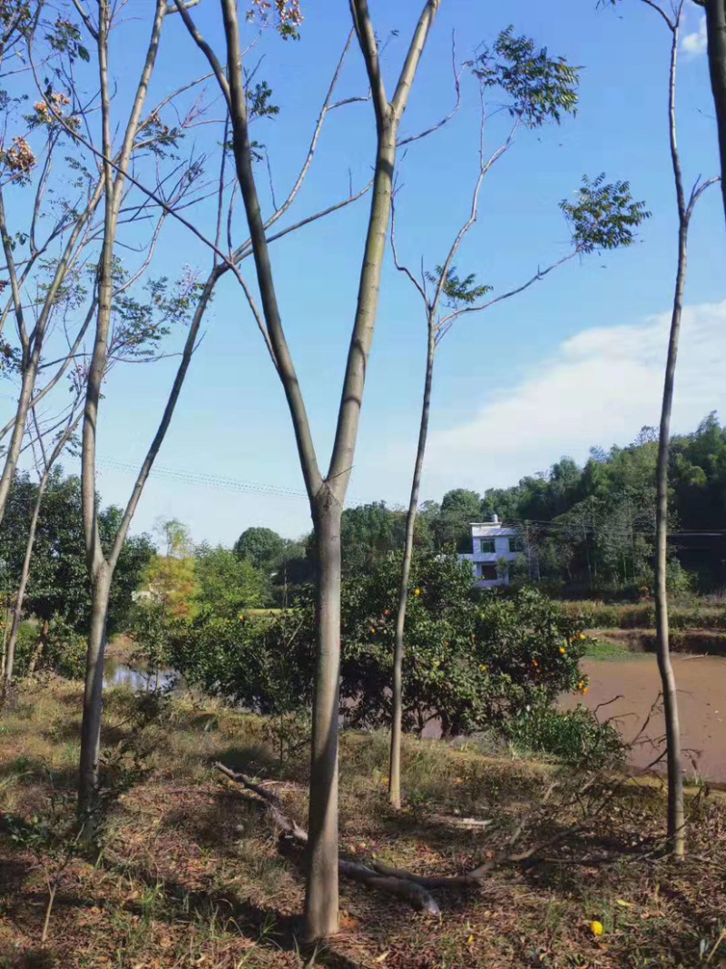14-15公分的黄山栾树，苗圃直供，有需要的朋友联系我