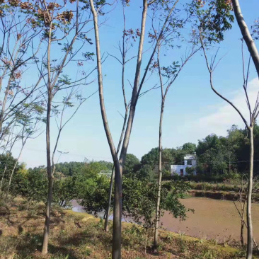 14-15公分的黄山栾树，苗圃直供，有需要的朋友联系我